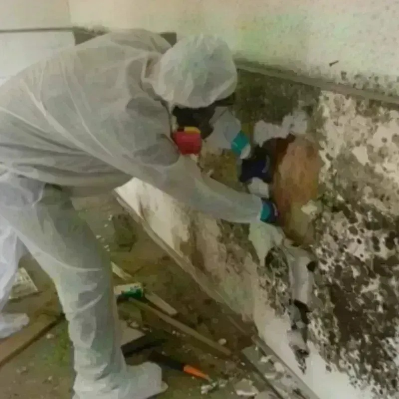 Mold Remediation and Removal in Camp Swift, TX